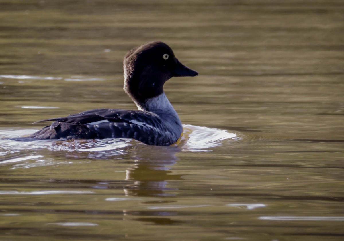 Common Goldeneye - ML646864517