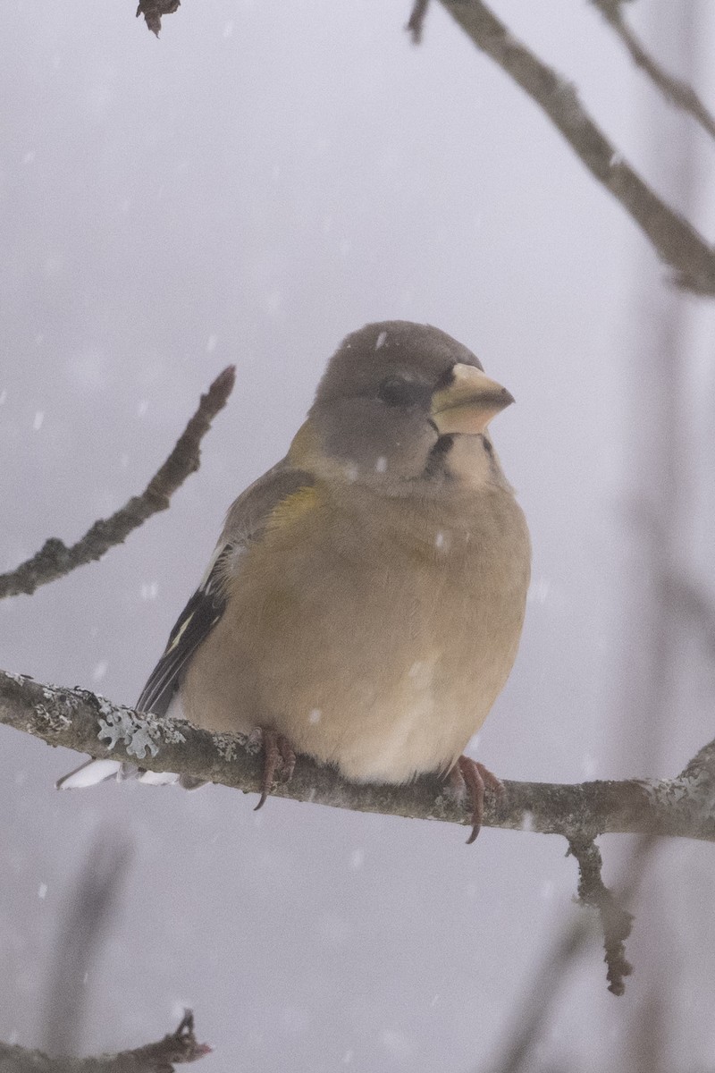 עב-מקור ערב - ML646864520
