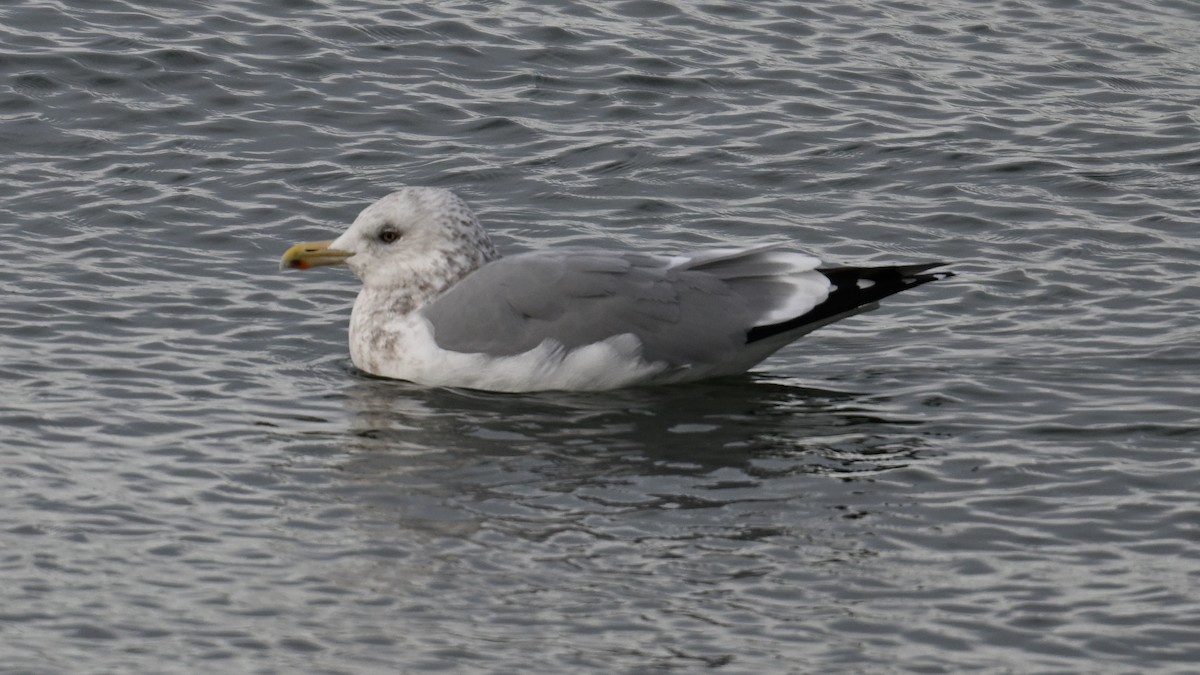 Kaio hauskara amerikarra - ML646864525