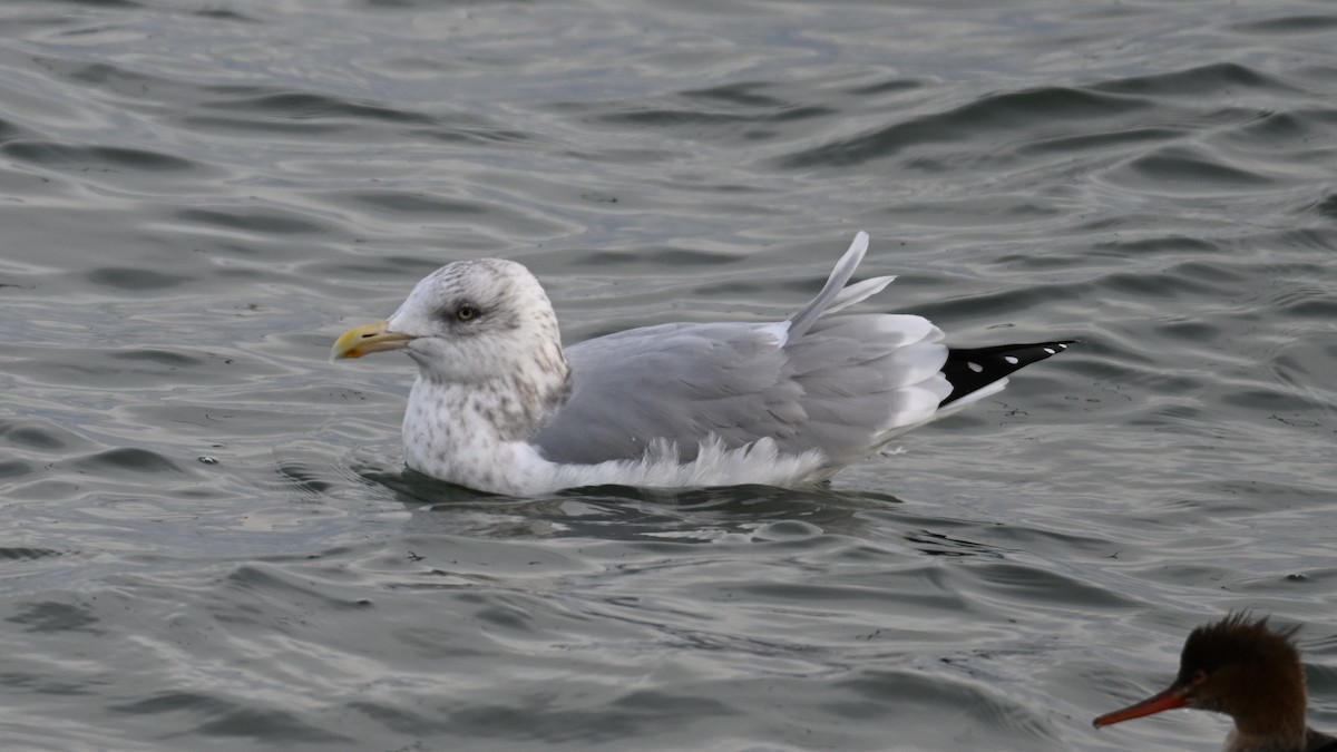 Kaio hauskara amerikarra - ML646864526