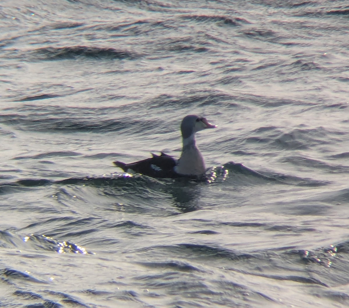 King Eider - ML646864527