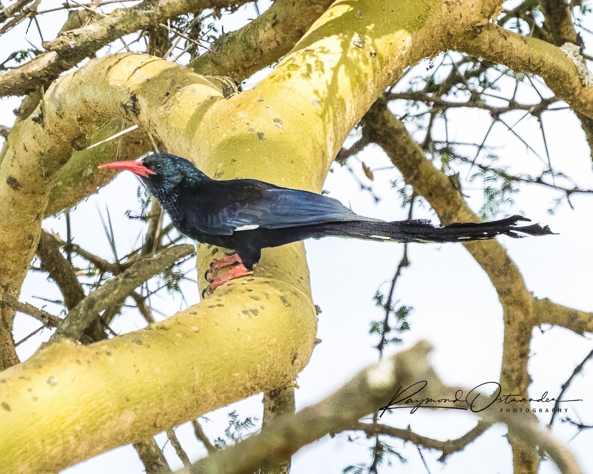 dudkovec stromový - ML646864528