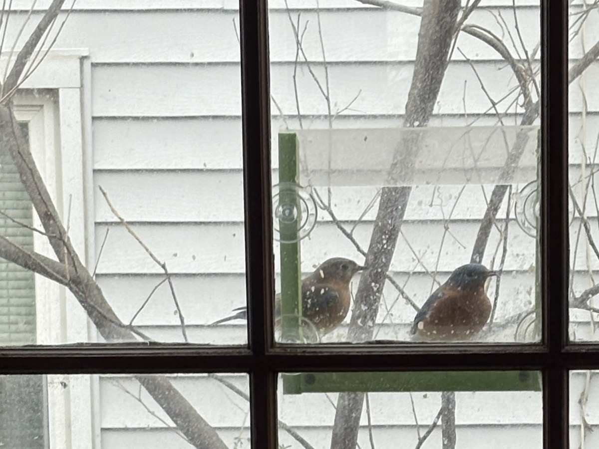 Eastern Bluebird - ML646864533