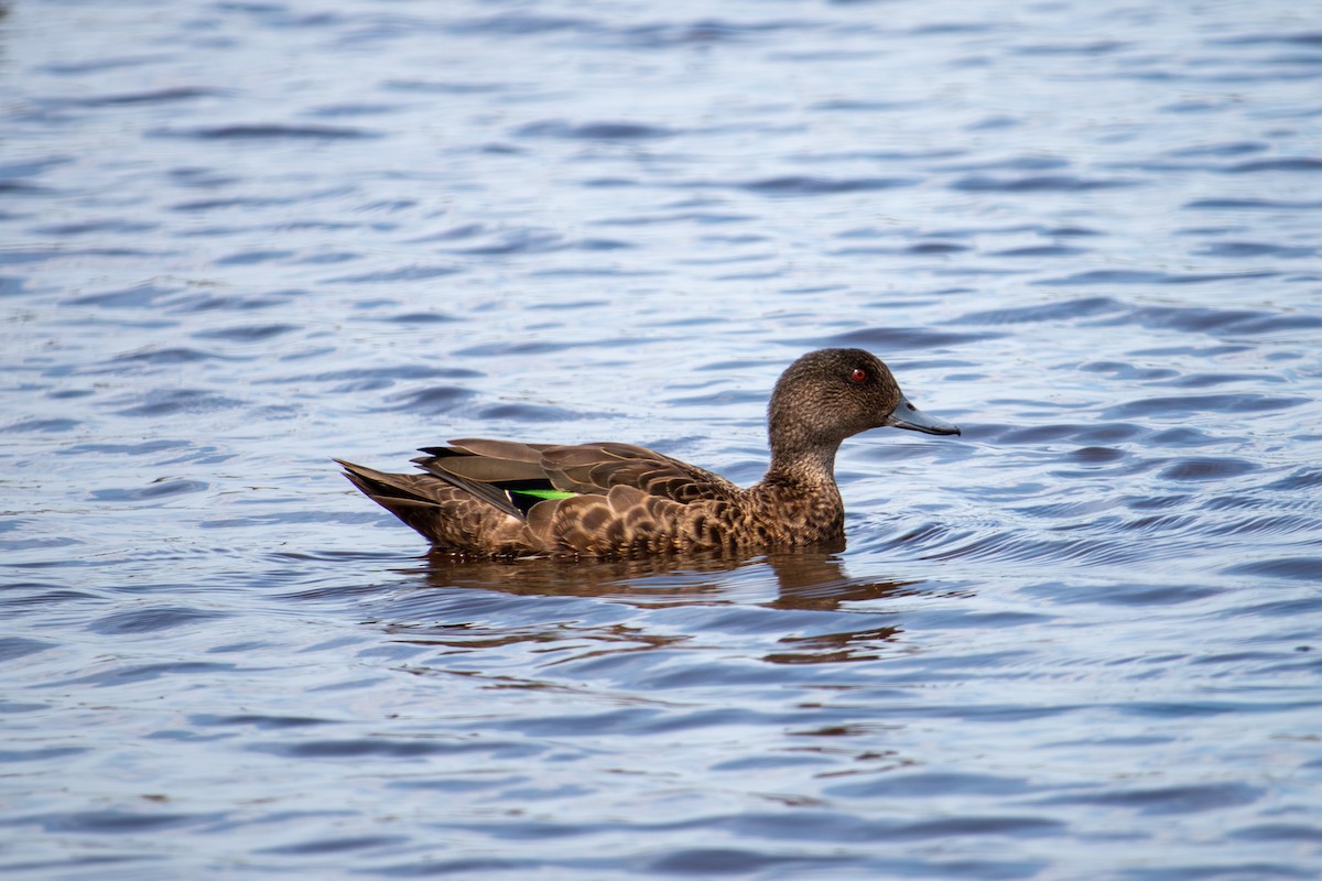 Chestnut Teal - ML646864536