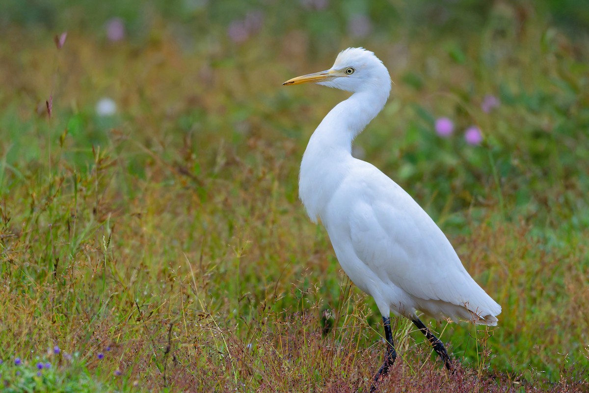 Чапля єгипетська східна - ML646864542