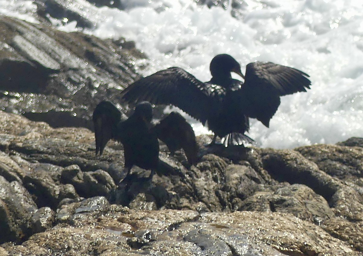 Crowned Cormorant - ML646864546