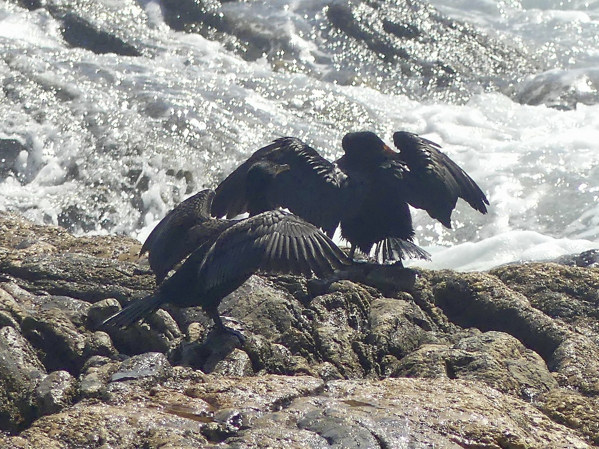 Crowned Cormorant - ML646864547