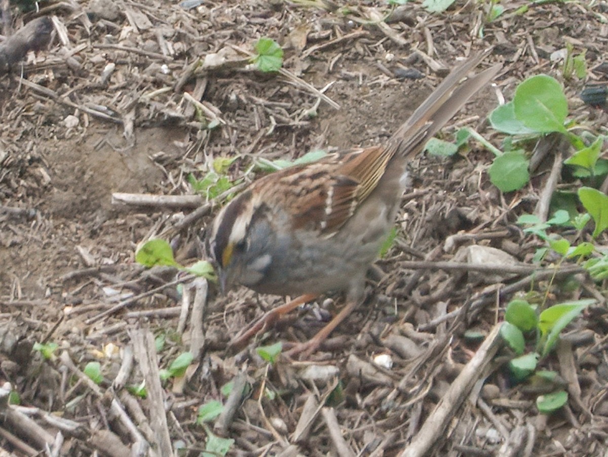 White-throated Sparrow - ML646864549