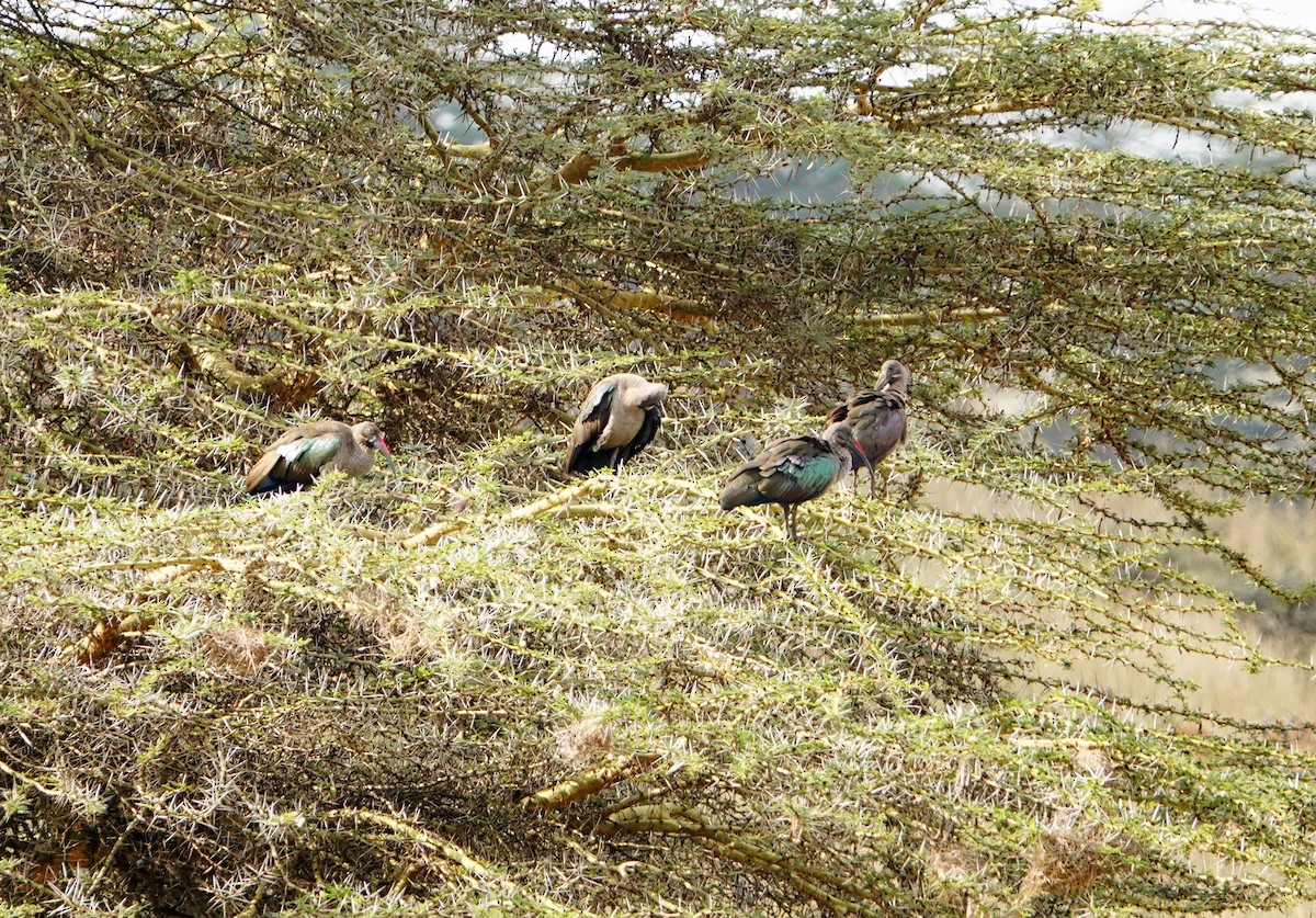 Hadada Ibis - ML646864551