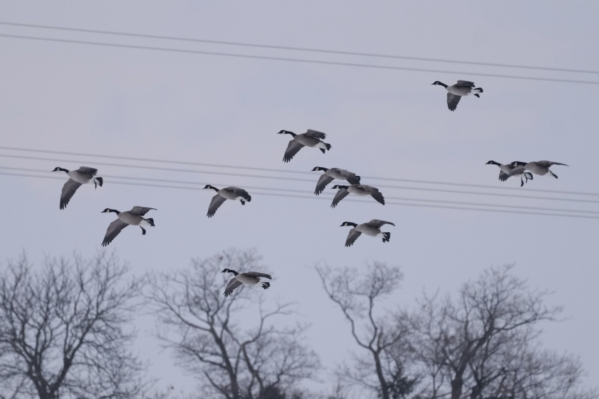 Canada Goose - ML646864552