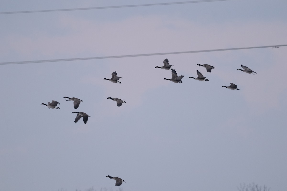 Canada Goose - ML646864553