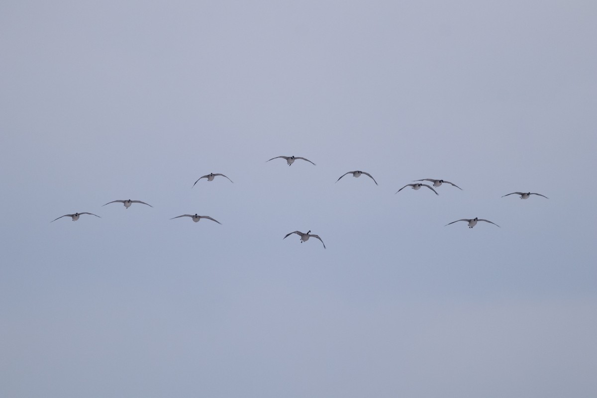 Canada Goose - ML646864555