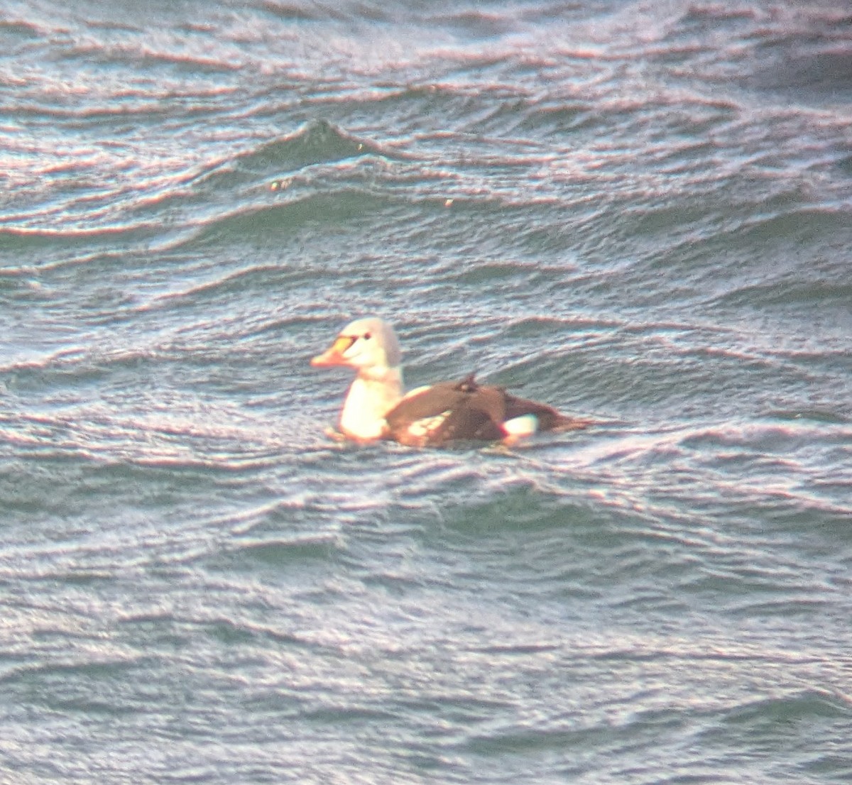 King Eider - ML646864558