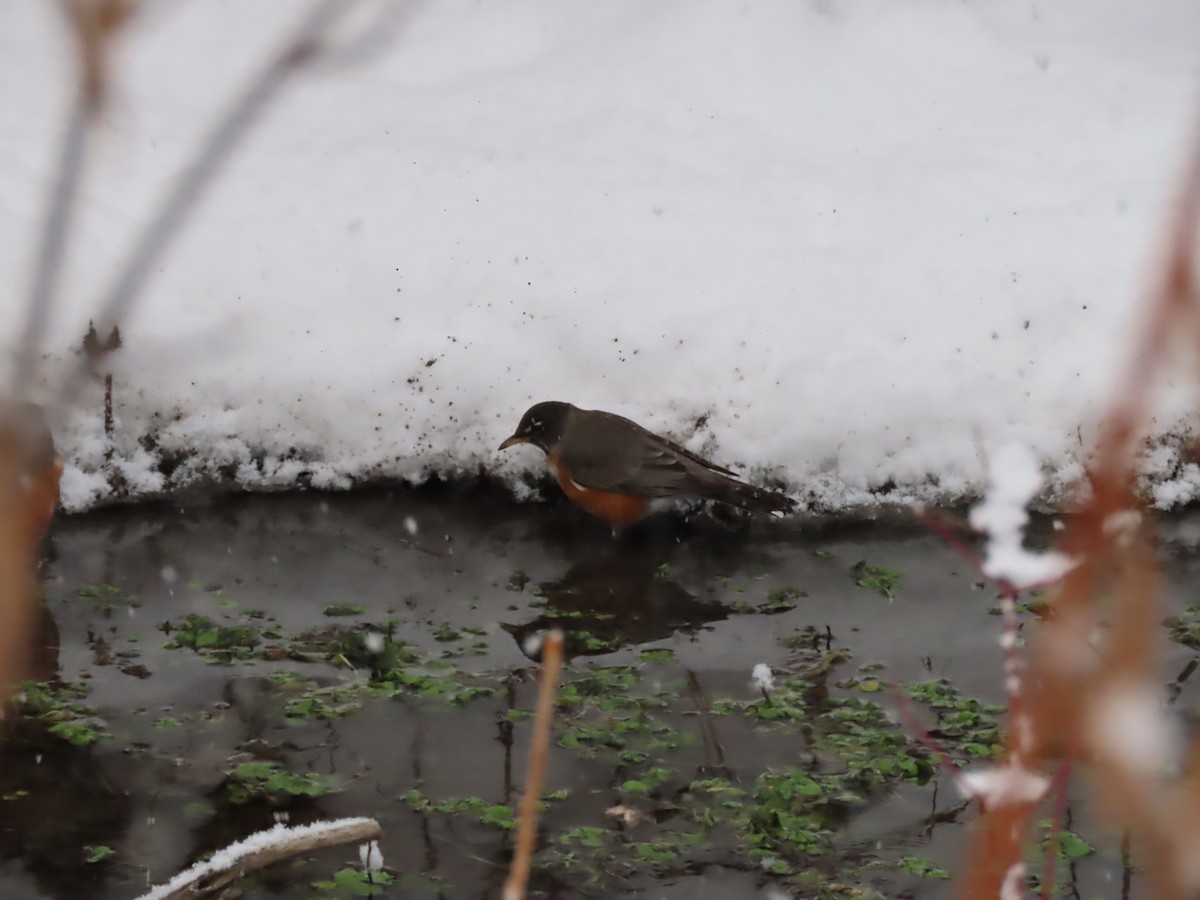 Странствующий дрозд - ML646864560