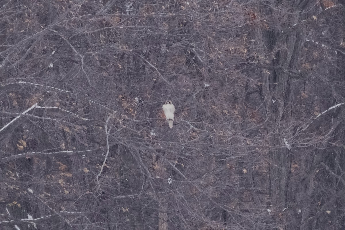 Red-tailed Hawk - ML646864561