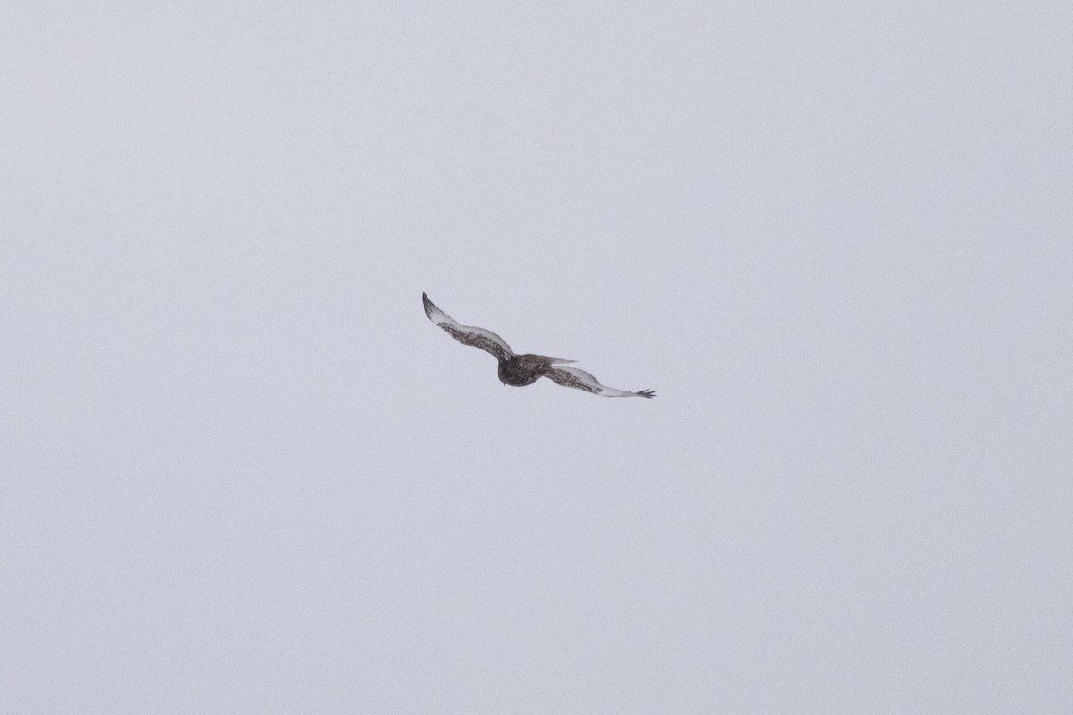 Rough-legged Hawk - ML646864563