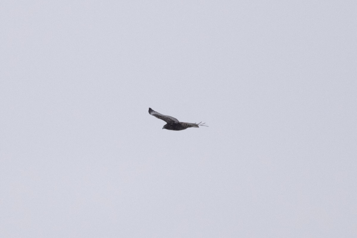 Rough-legged Hawk - ML646864564