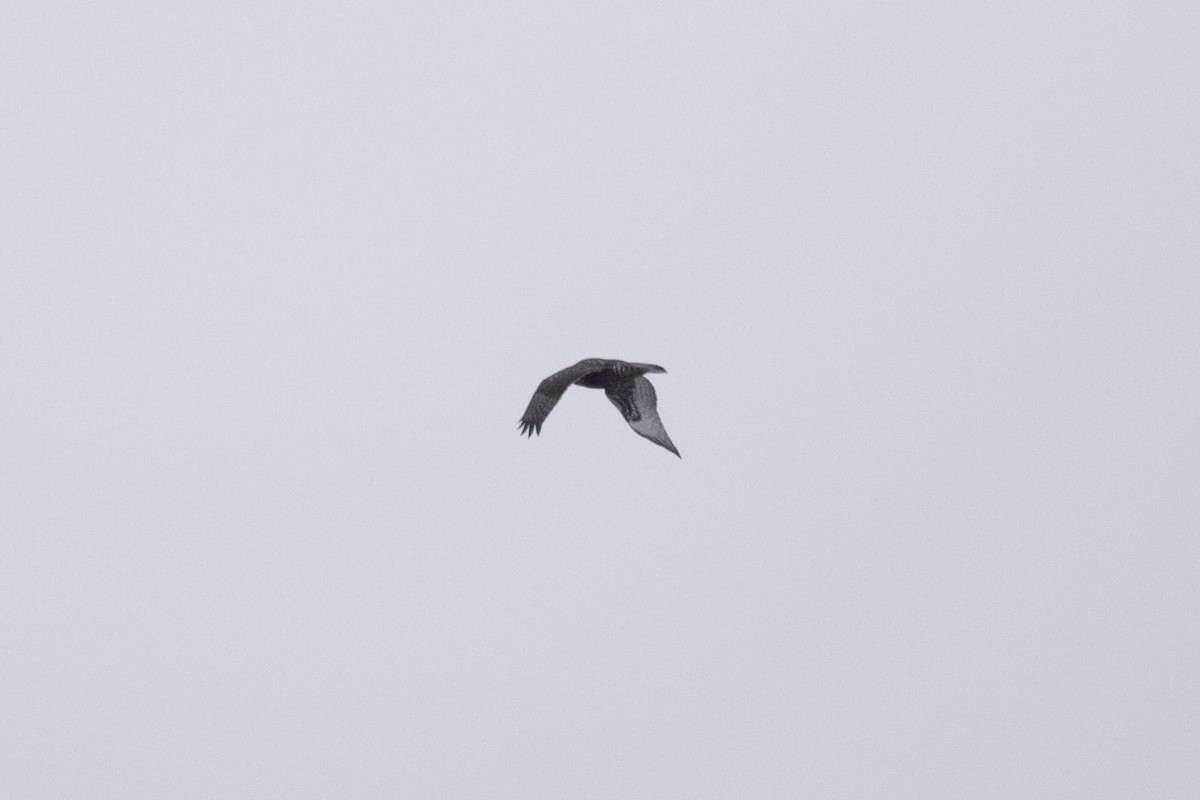 Rough-legged Hawk - ML646864566