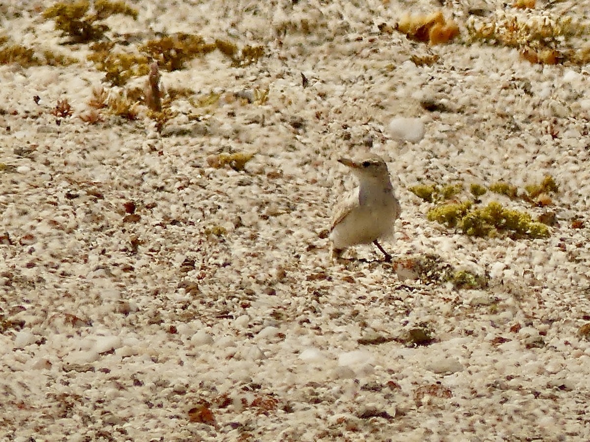 Gray's Lark - ML646864567