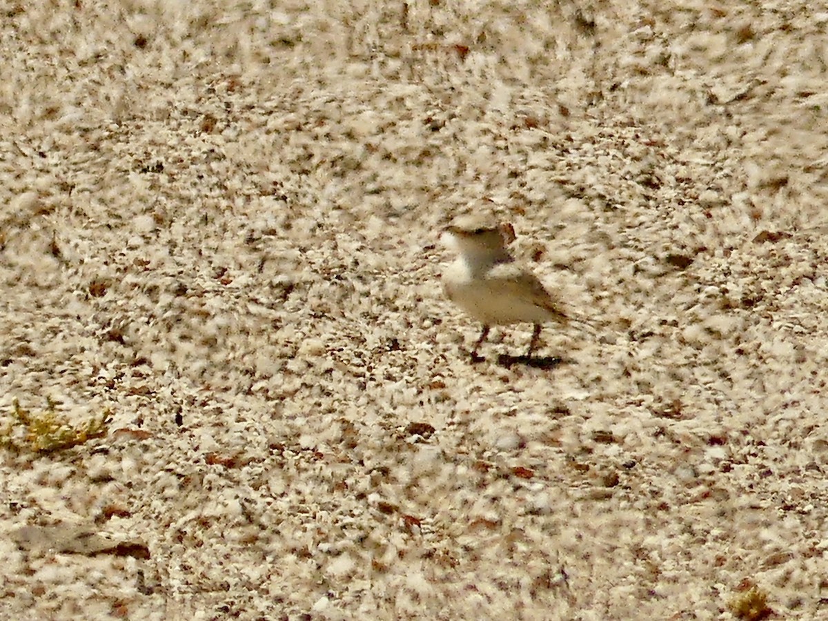 Gray's Lark - ML646864568