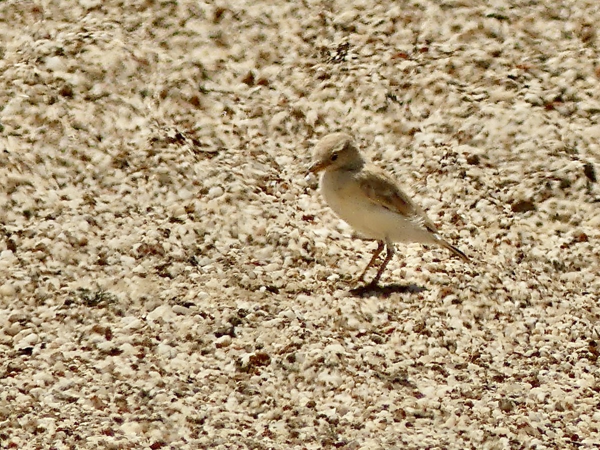 Gray's Lark - ML646864569