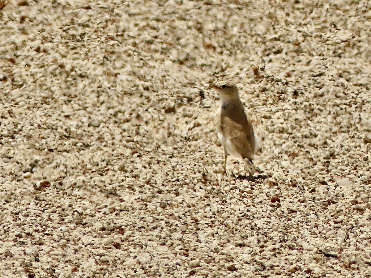 Gray's Lark - ML646864570