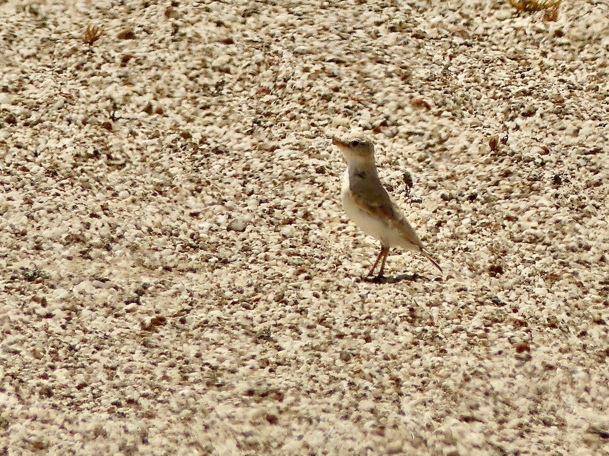 Gray's Lark - ML646864571