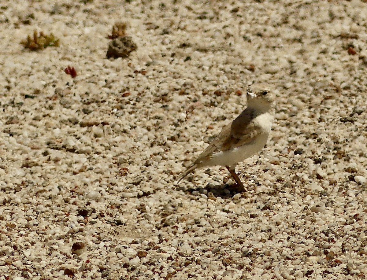 Gray's Lark - ML646864572