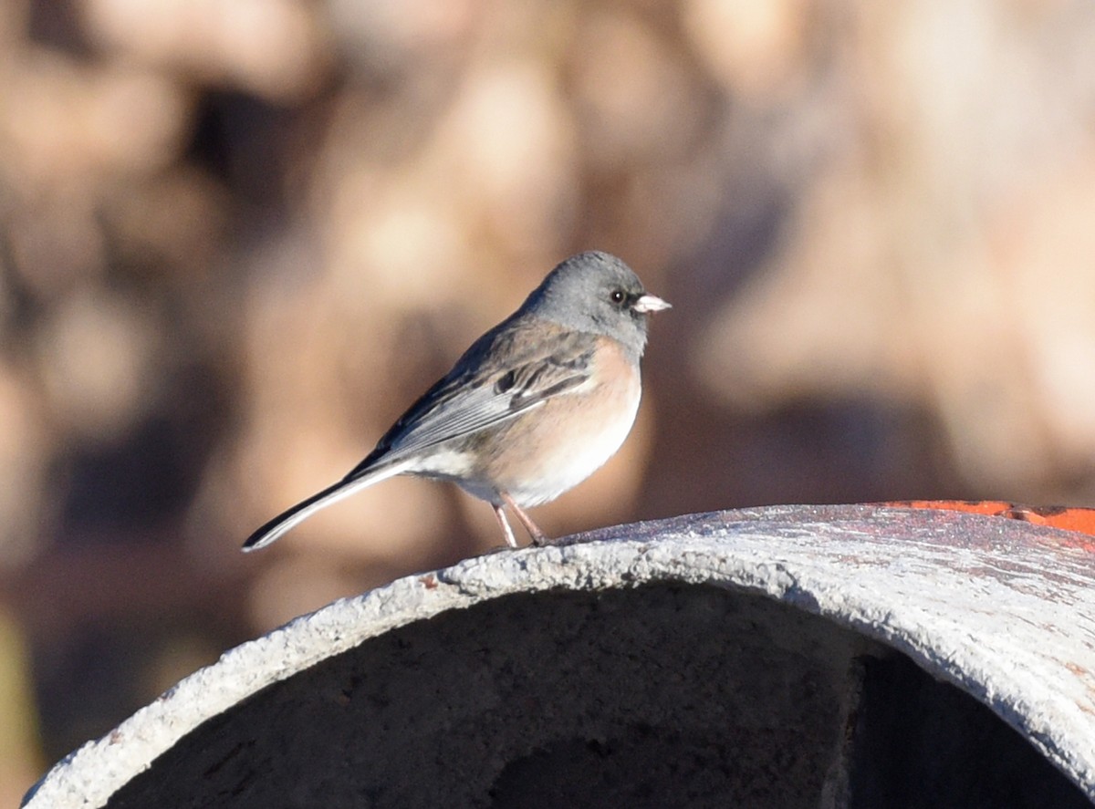 Dark-eyed Junco (Oregon x Pink-sided) - ML646864575
