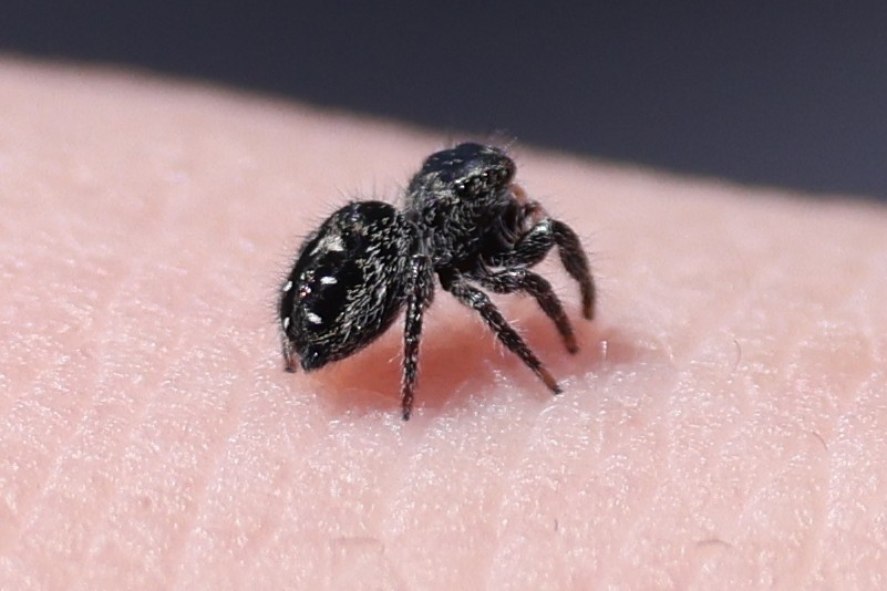 Marbled Purple Jumping Spider - ML646864578