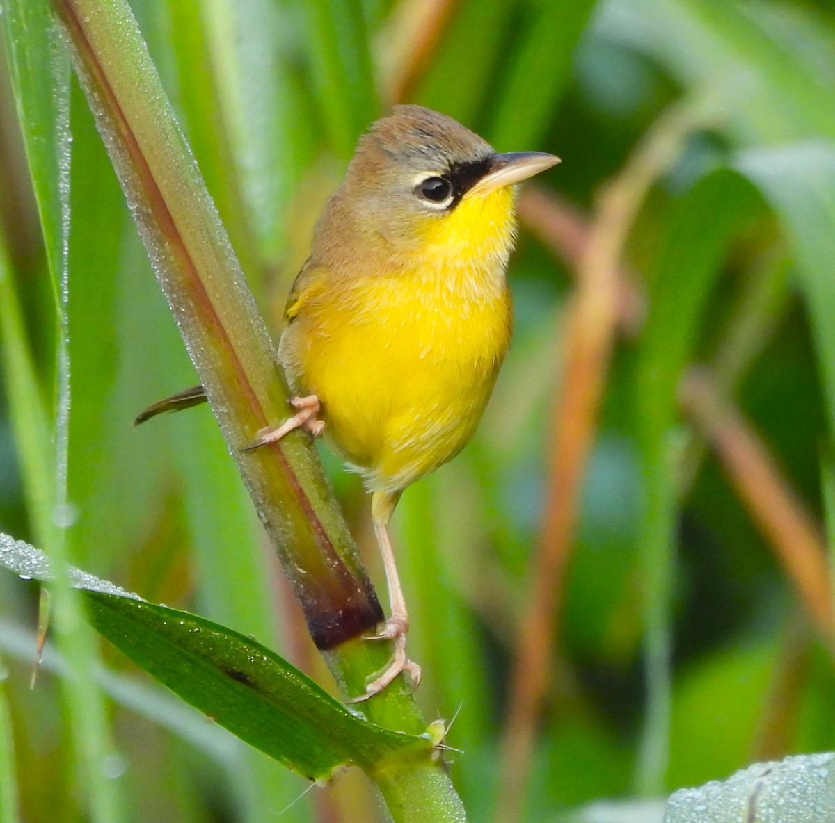 ハシブトアメリカムシクイ - ML646864580