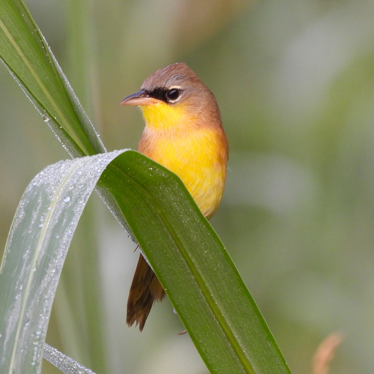 ハシブトアメリカムシクイ - ML646864581