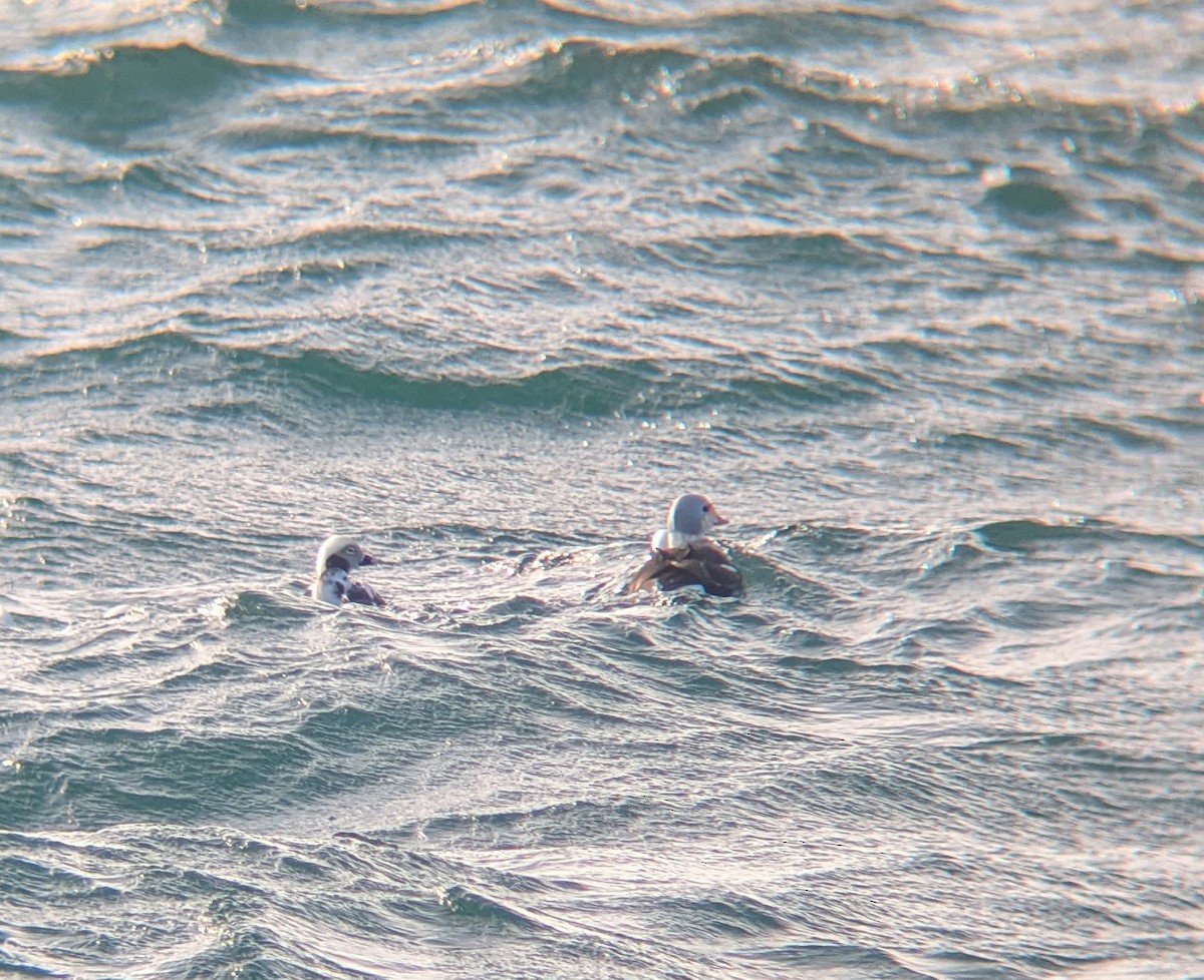 King Eider - ML646864582