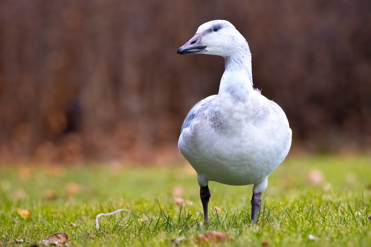 Snow Goose - ML646864583