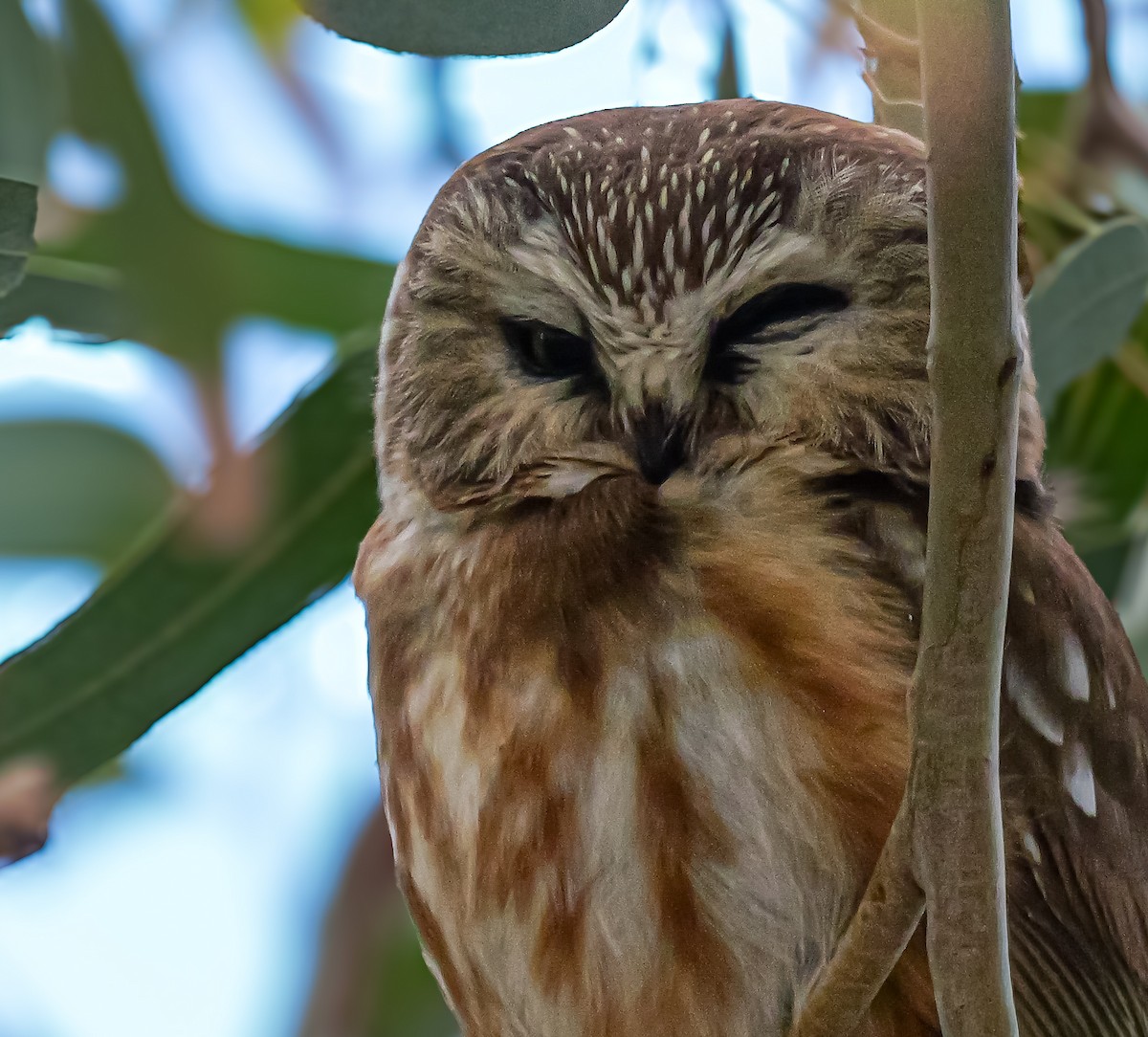 Northern Saw-whet Owl - ML646864584