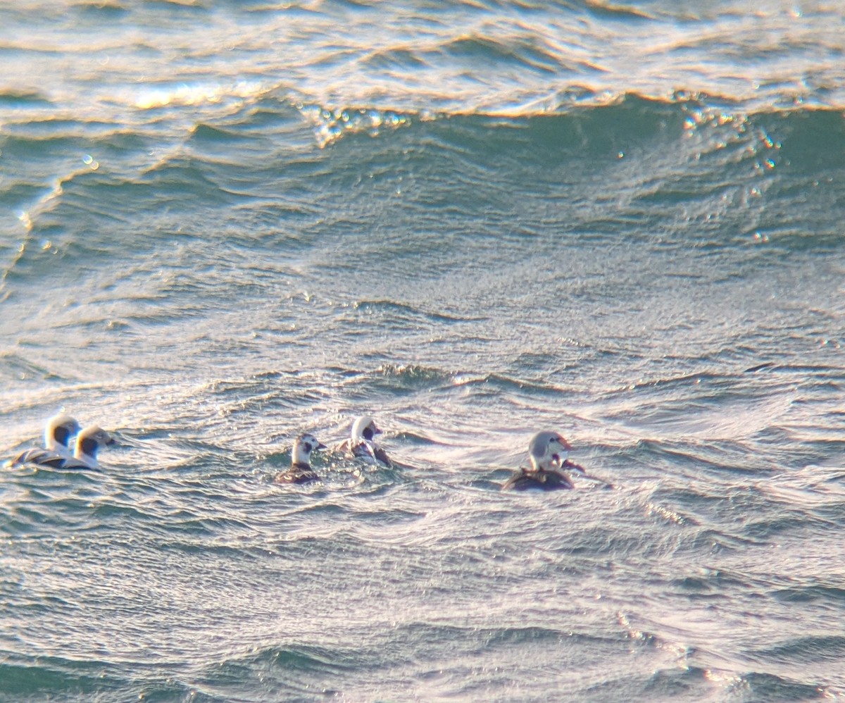 King Eider - ML646864585