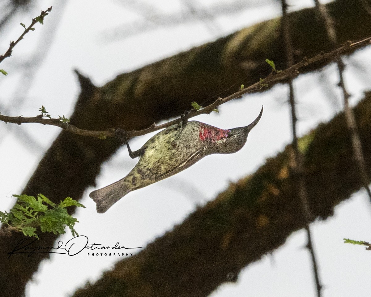 strdimil senegalský - ML646864588