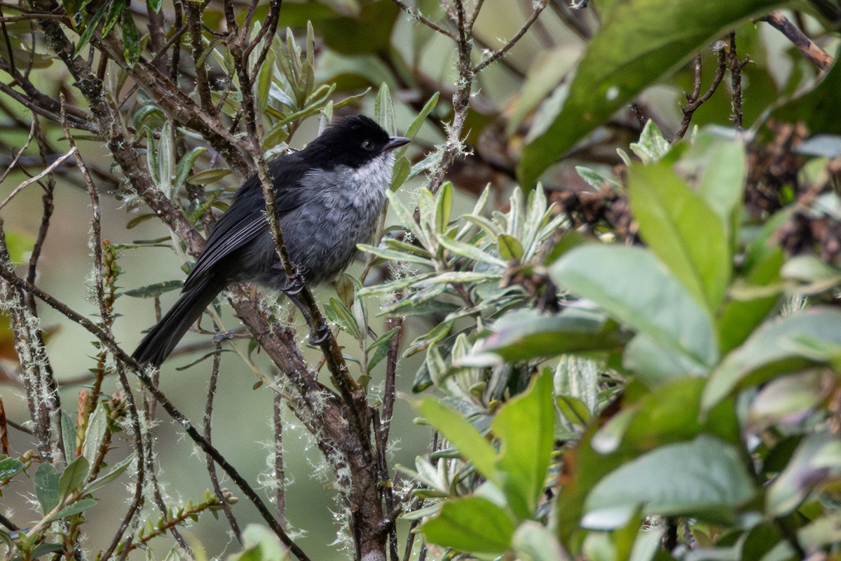 Black-backed Bush Tanager - ML646864590