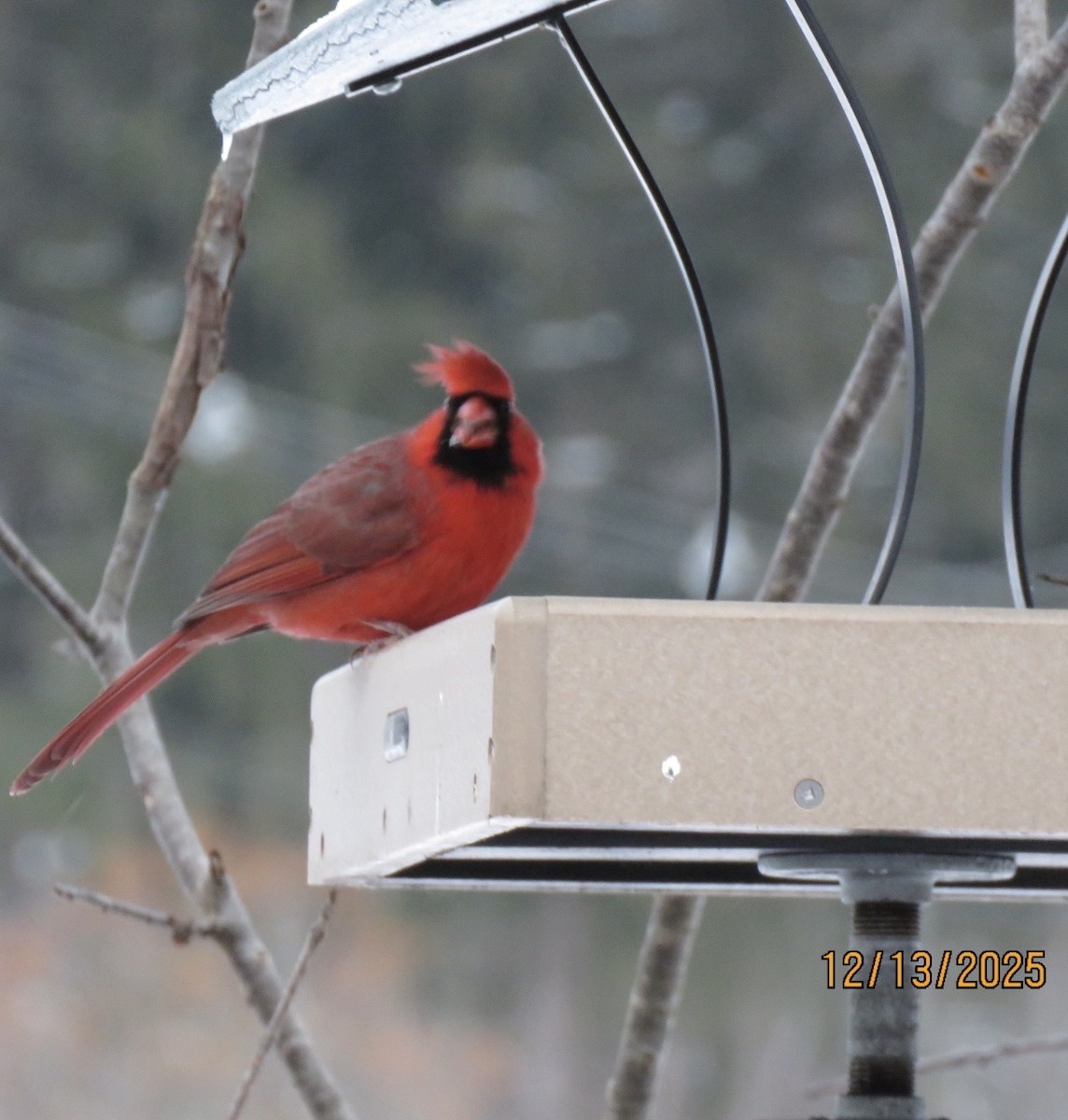 Northern Cardinal - ML646864592