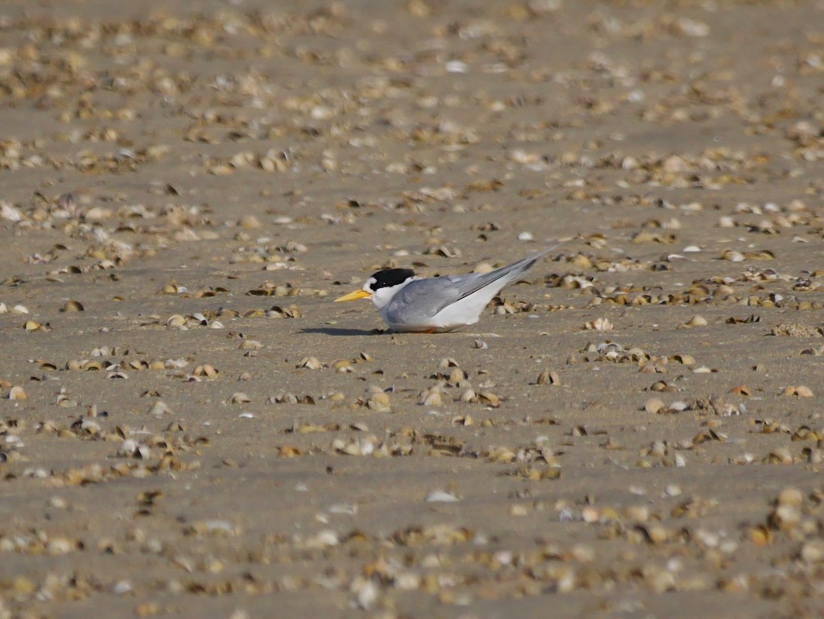 rybák australský - ML646864593