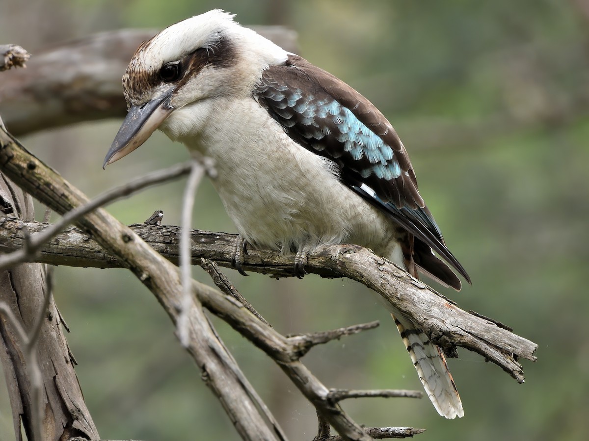 Martin-chasseur géant - ML646864594