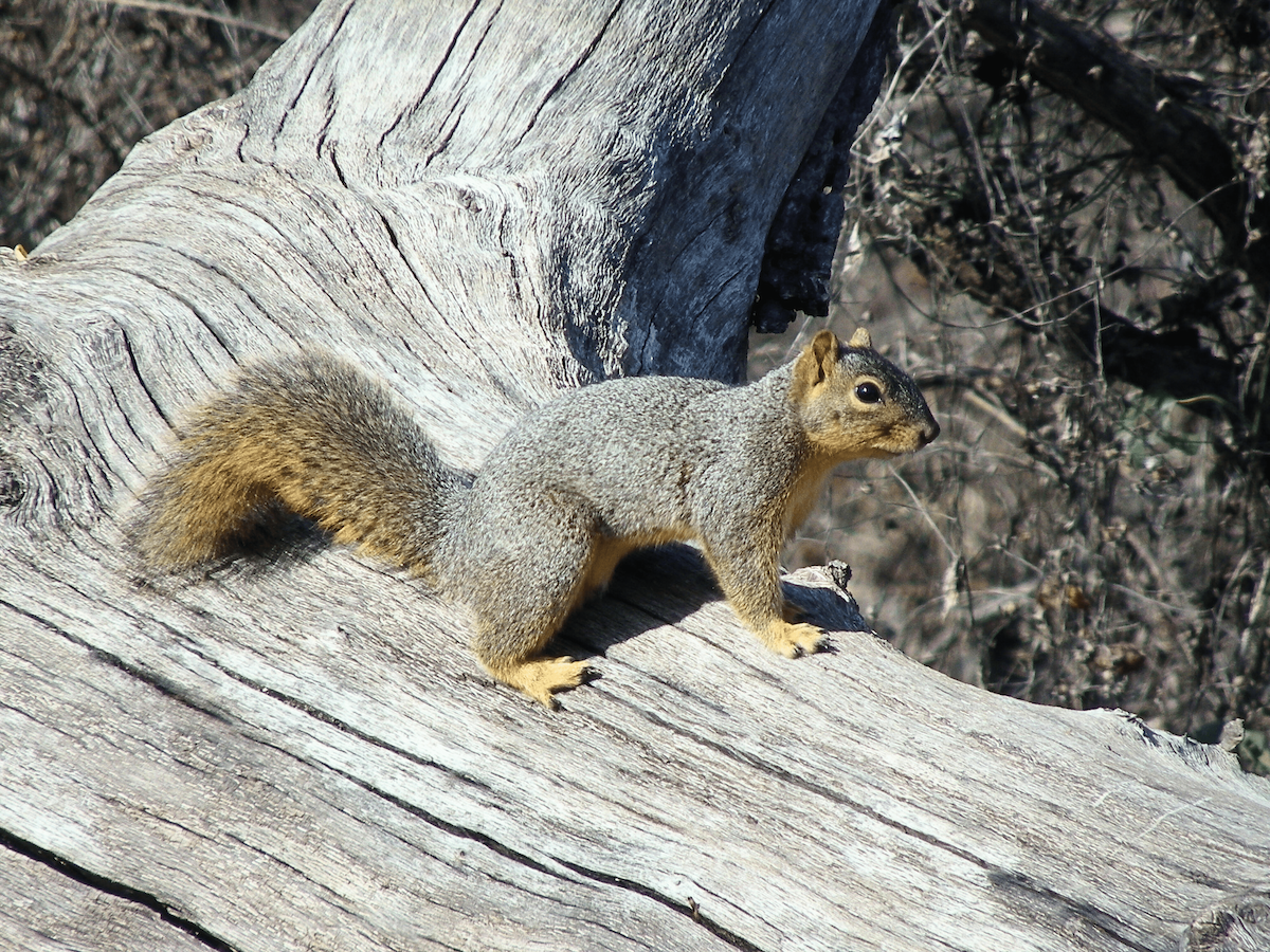 Eastern Fox Squirrel - ML646864595