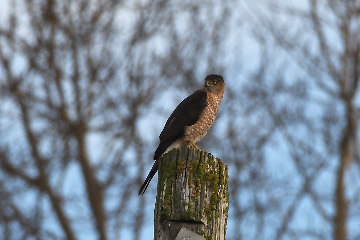 Cooper's Hawk - ML646864598