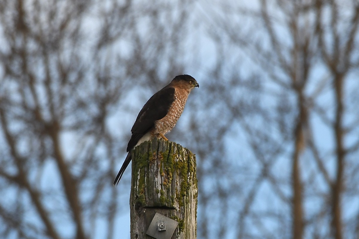 Cooper's Hawk - ML646864599
