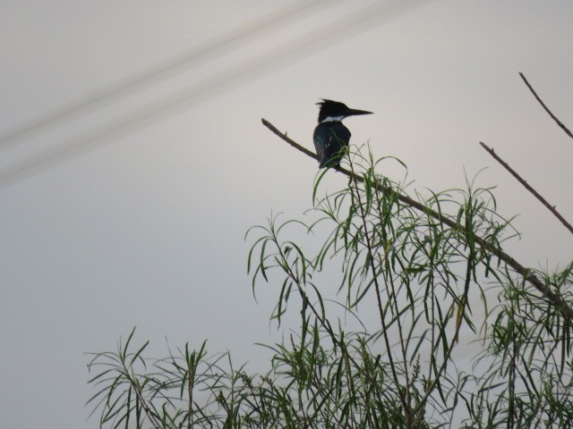 Amazon Kingfisher - ML646864600