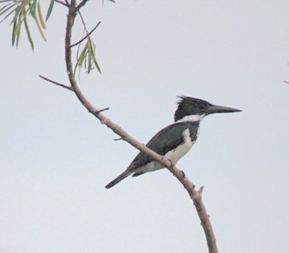 Amazon Kingfisher - ML646864601