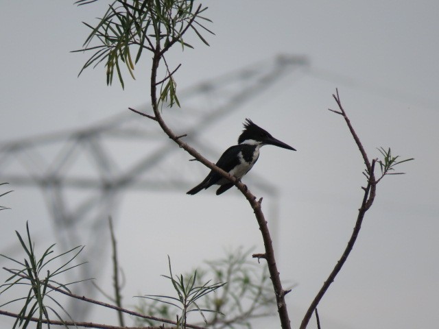Amazon Kingfisher - ML646864602