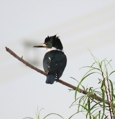 Amazon Kingfisher - ML646864603