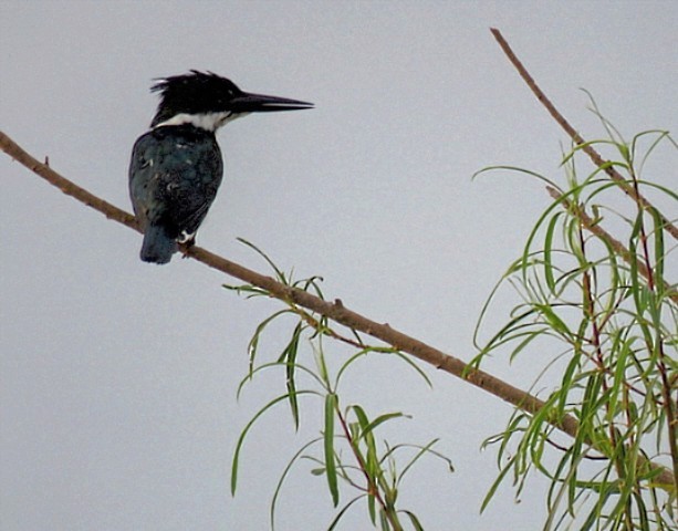 Amazon Kingfisher - ML646864604