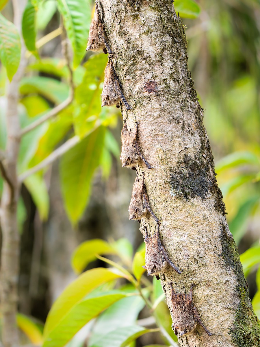 Хоботковый мешкокрыл - ML646864605